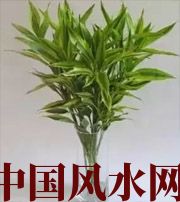 岳阳十二生肖养什么植物最旺财运？你知道吗！